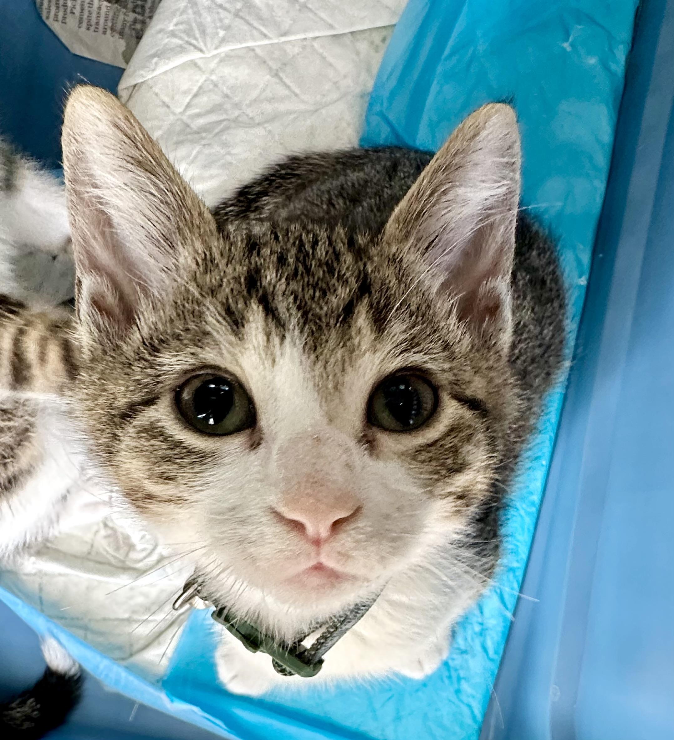 Enlarge Schmidt, a Adoptable mixed breed in Edmond, OK image 5/5