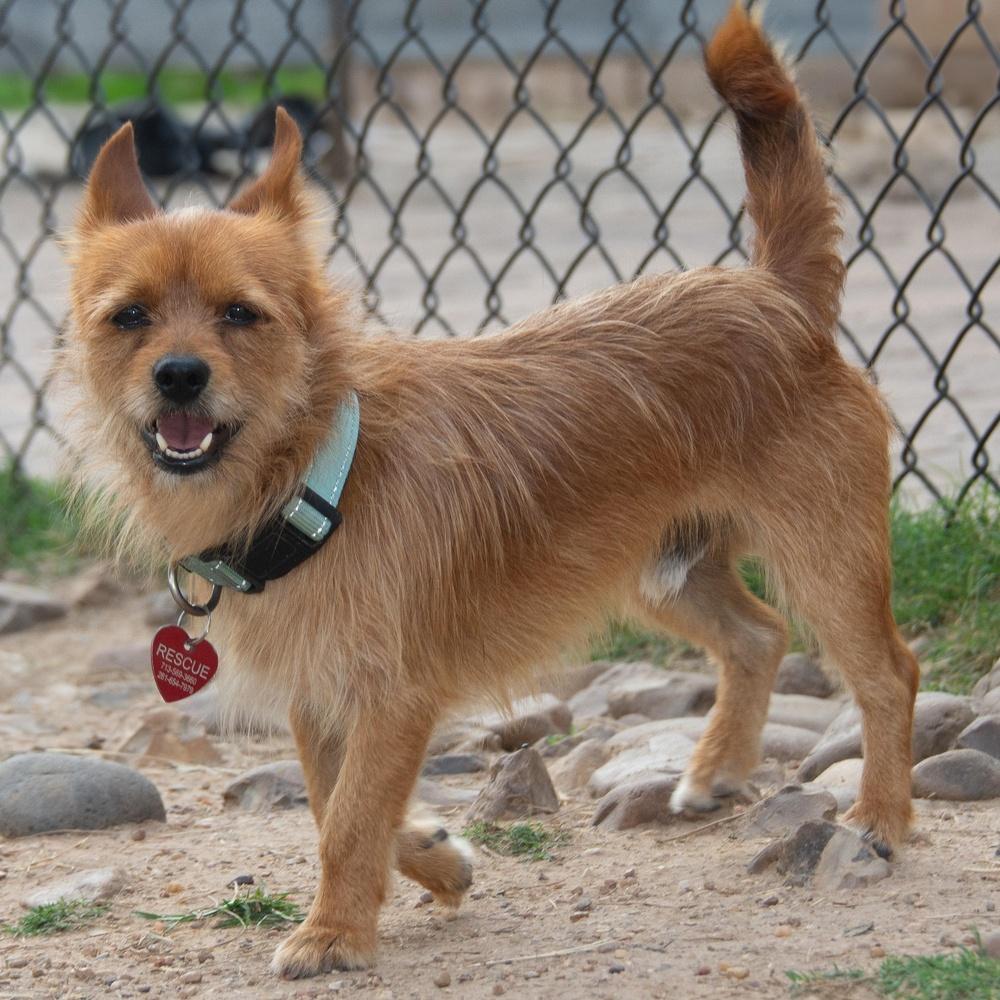 Enlarge Princely, a Adopted mixed breed in Richmond, TX image 1/4