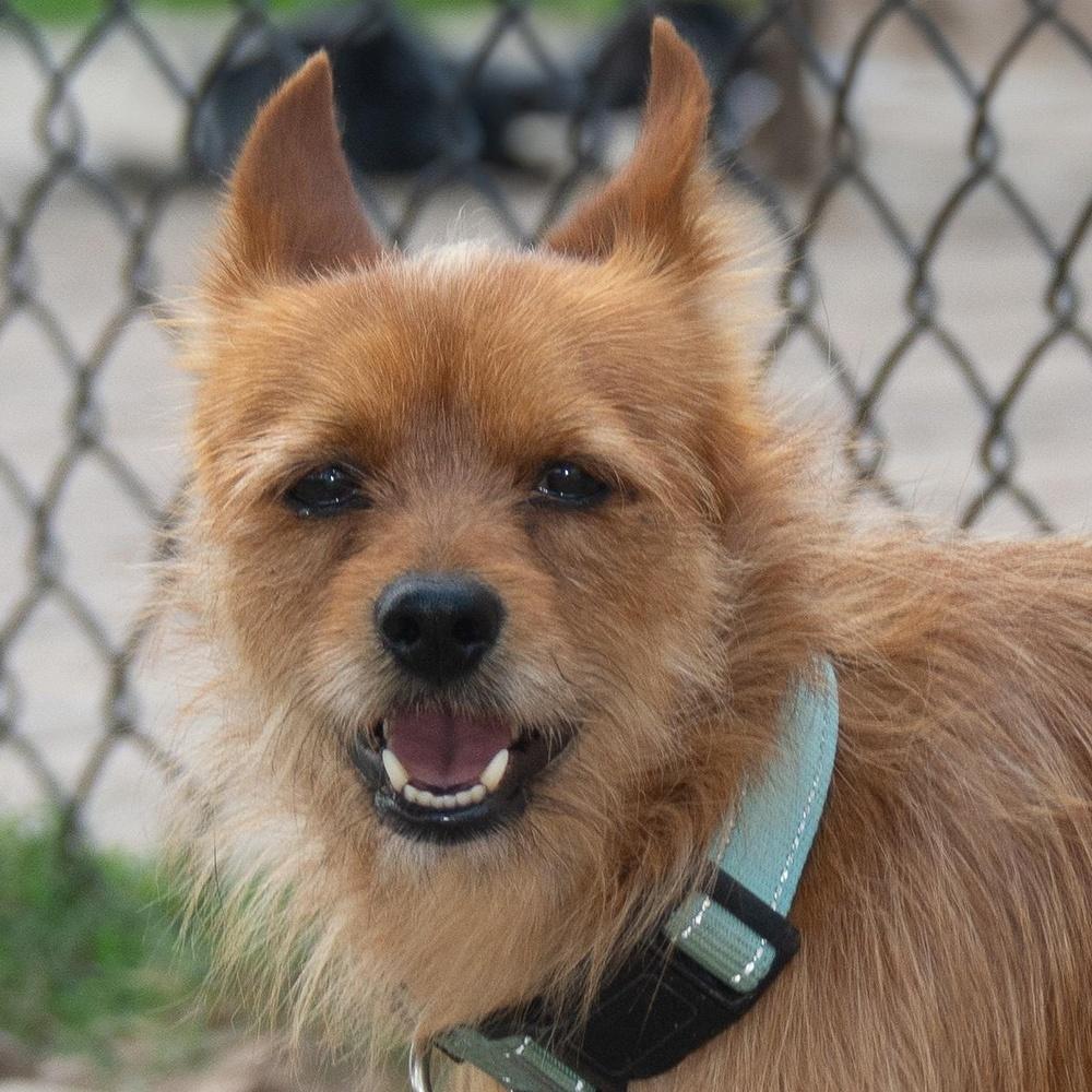 Enlarge Princely, a Adopted mixed breed in Richmond, TX image 2/4