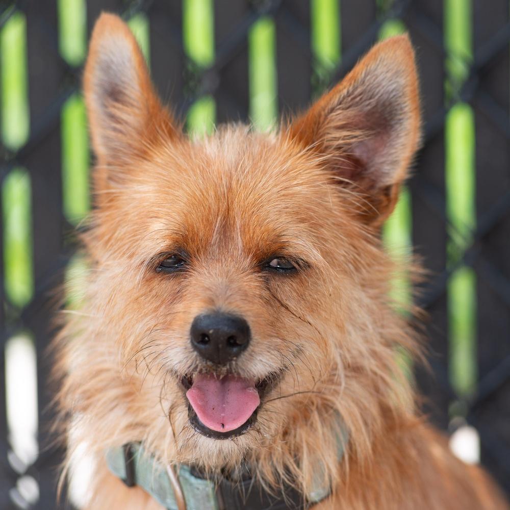 Enlarge Princely, a Adopted mixed breed in Richmond, TX image 3/4