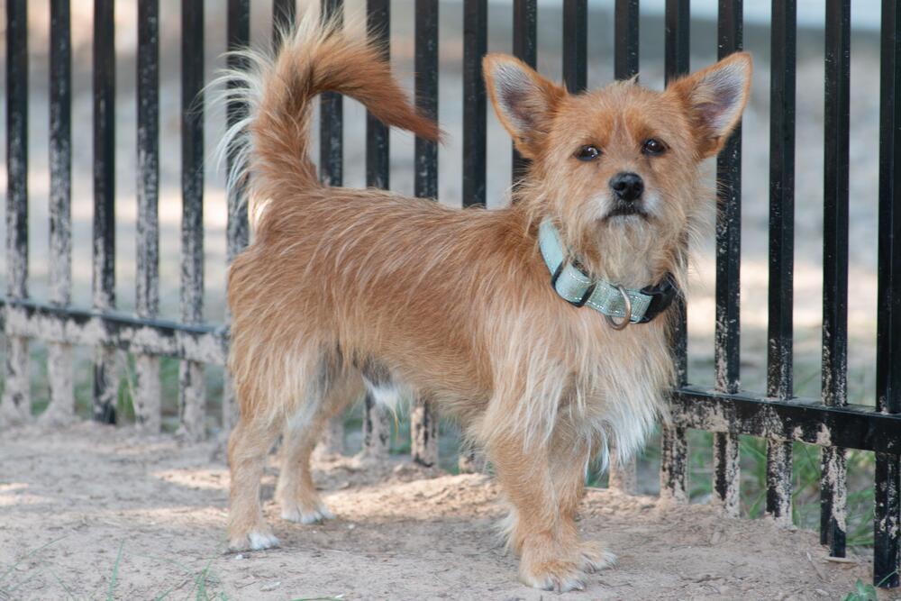 Enlarge Princely, a Adopted mixed breed in Richmond, TX image 4/4