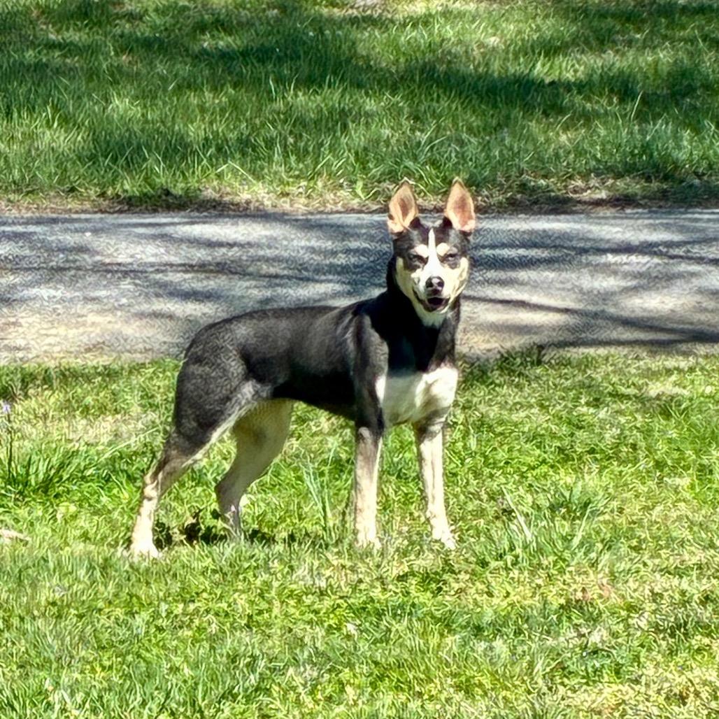 Enlarge PopTart, a Adoptable Husky in Chattanooga, TN image 1/3