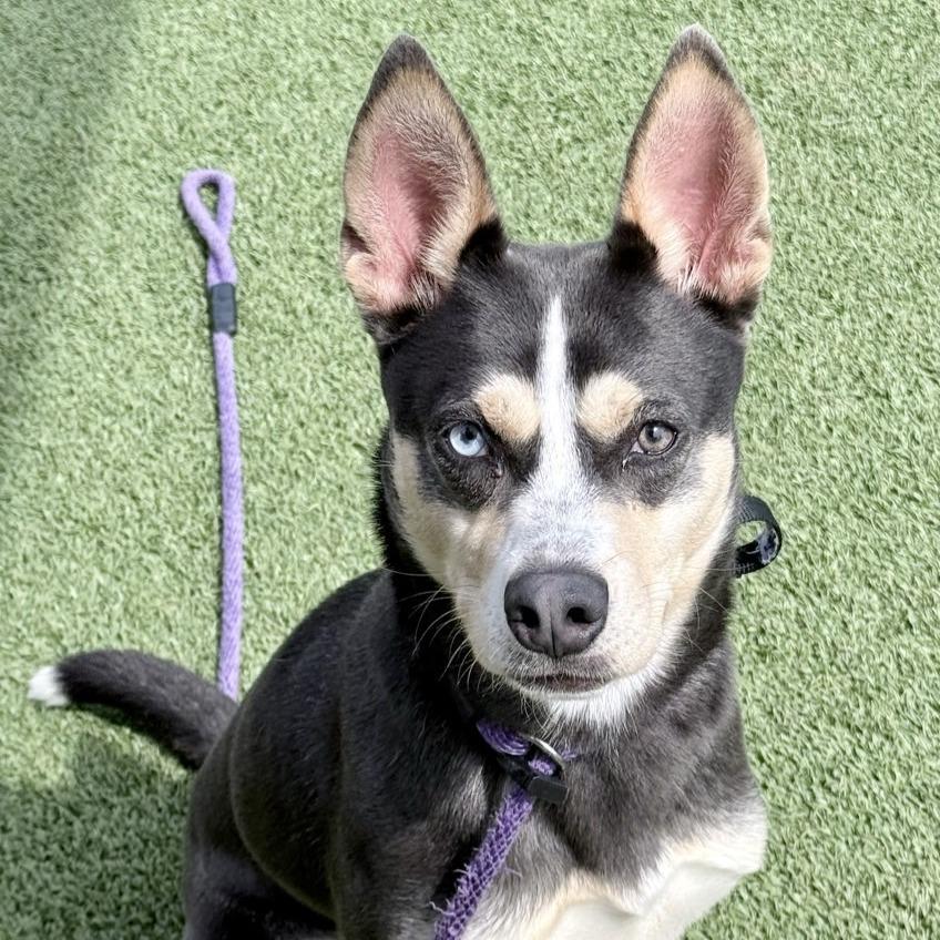 Enlarge PopTart, a Adoptable Husky in Chattanooga, TN image 2/3