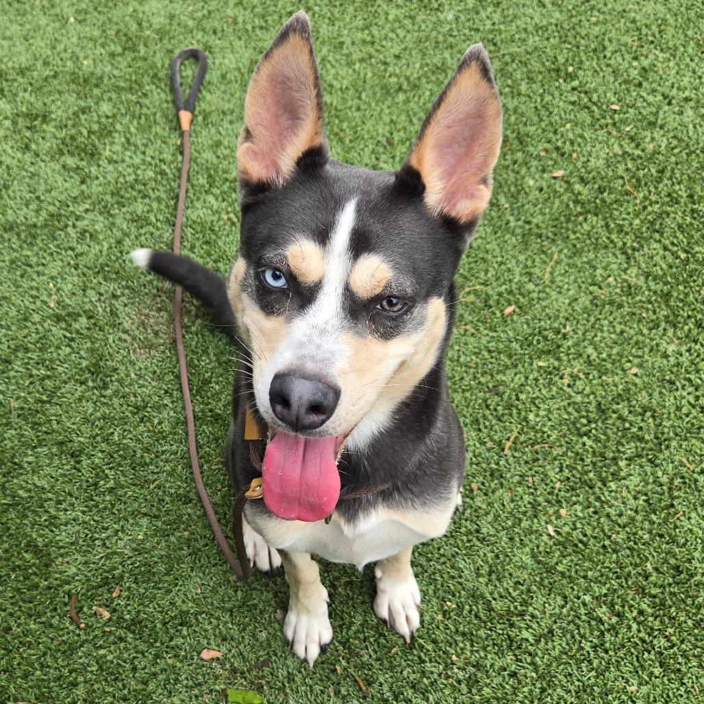 Enlarge PopTart, a Adoptable Husky in Chattanooga, TN image 3/3