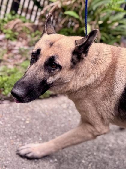 Queenie, Adoptable, Adult Female German Shepherd Dog.
