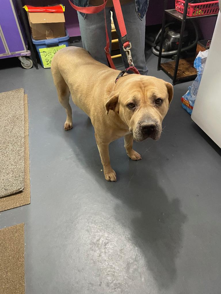 Suzie, Adoptable, Adult Female Mastiff.