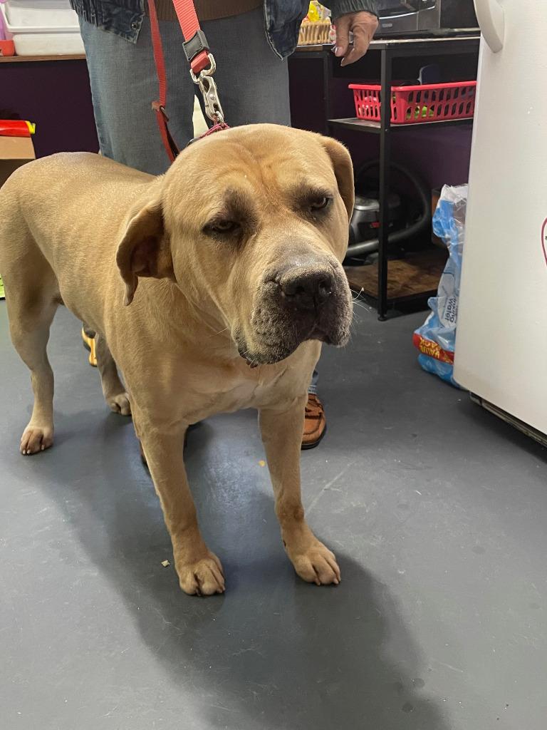 Enlarge Suzie, a Adoptable Mastiff in Crocker, MO image 3/3