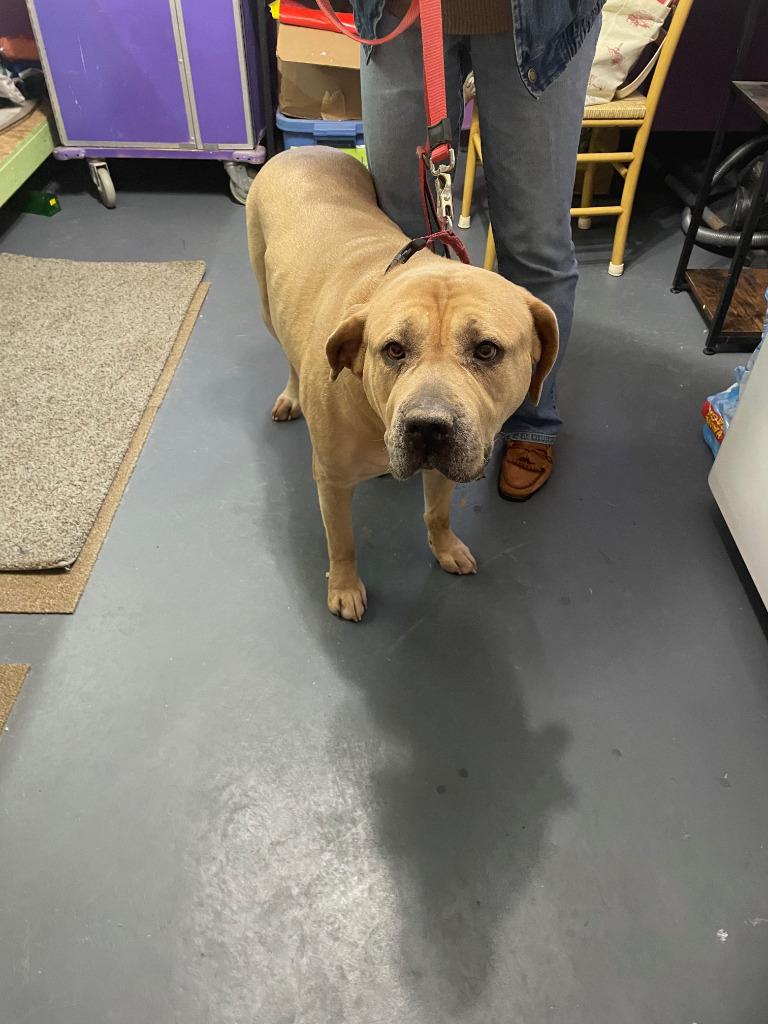 Enlarge Suzie, a Adoptable Mastiff in Crocker, MO image 3/3