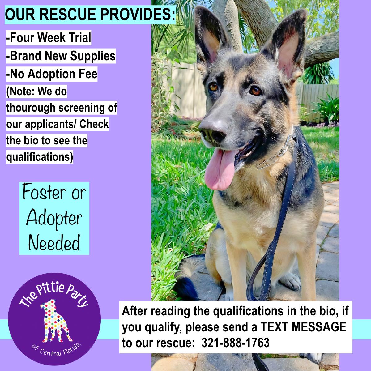 Heidi, Adoptable, Adult Female German Shepherd Dog.