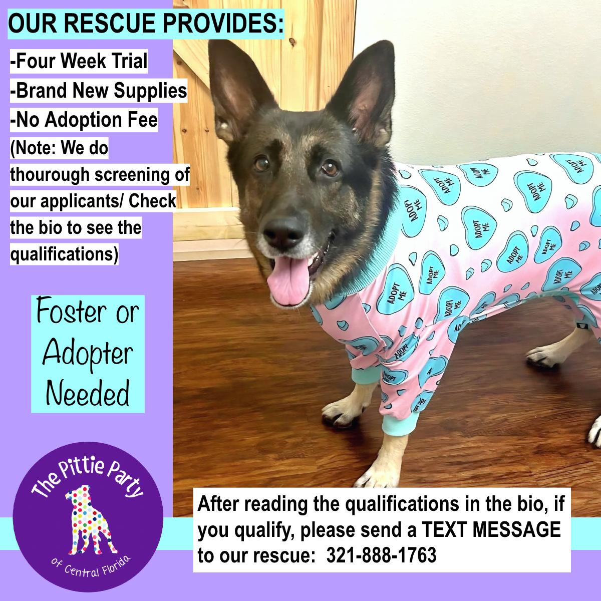 Enlarge Heidi, a Adoptable German Shepherd Dog in Kissimmee, FL image 2/3