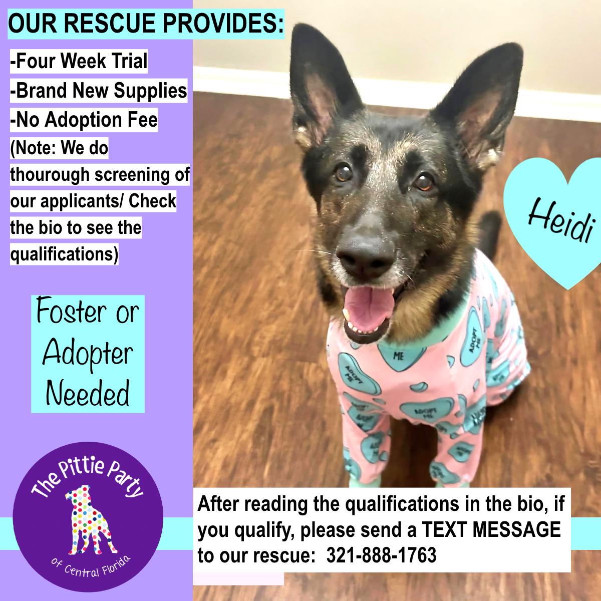 Heidi, Adoptable, Adult Female German Shepherd Dog.