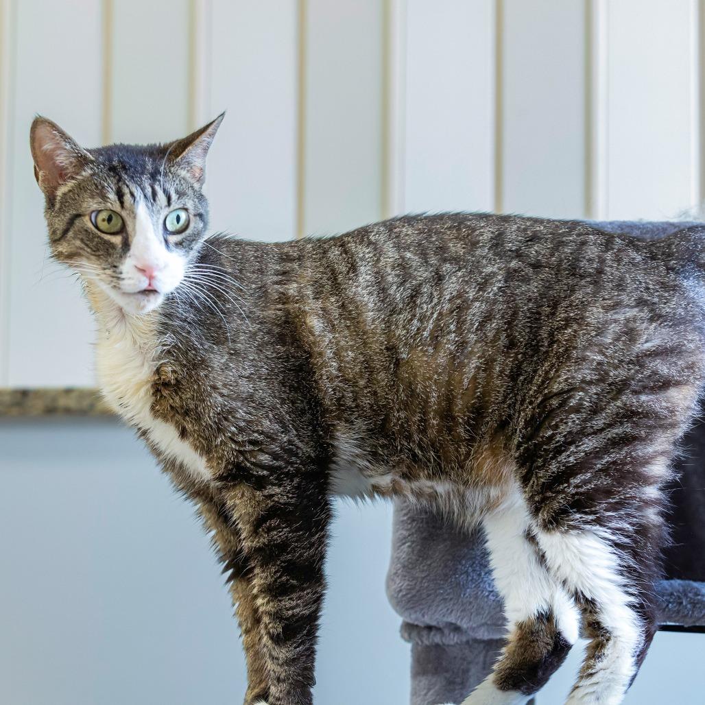 Enlarge Onyx, a Adoptable Domestic Short Hair in Cartersville, GA image 1/4