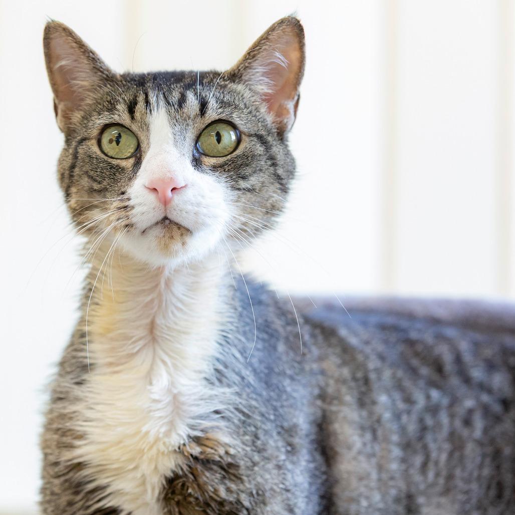 Enlarge Onyx, a Adoptable Domestic Short Hair in Cartersville, GA image 2/4