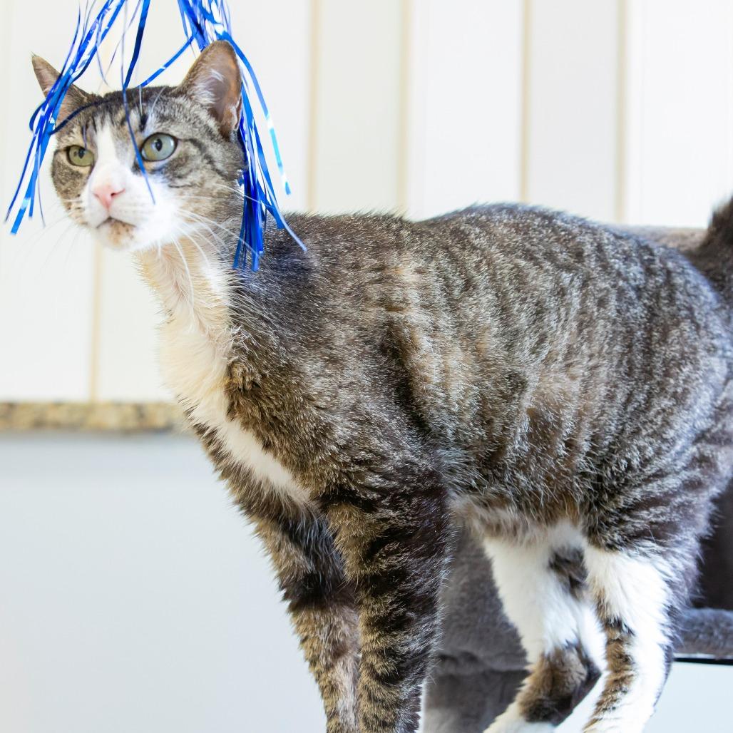 Enlarge Onyx, a Adoptable Domestic Short Hair in Cartersville, GA image 3/4