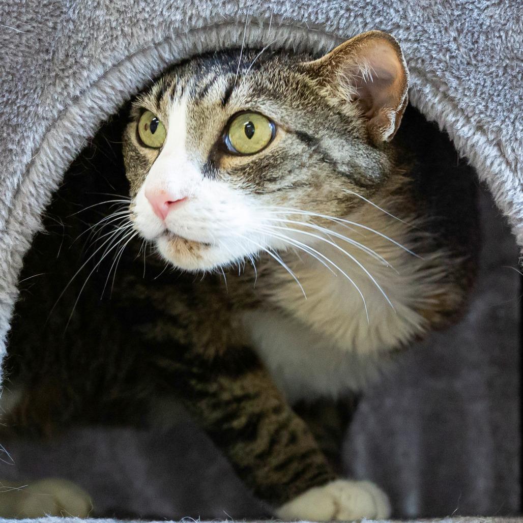 Enlarge Onyx, a Adoptable Domestic Short Hair in Cartersville, GA image 4/4