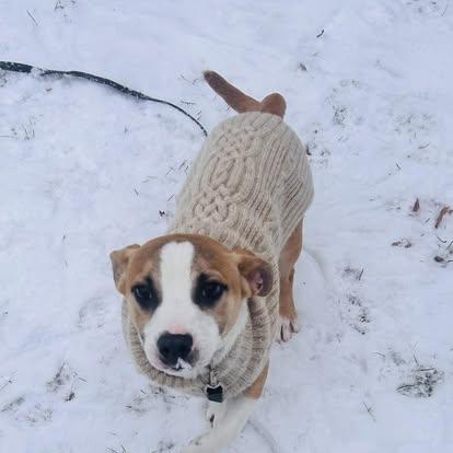 Enlarge Jackson, a ADOPTABLE mixed breed in St. Albans, VT image 4/4