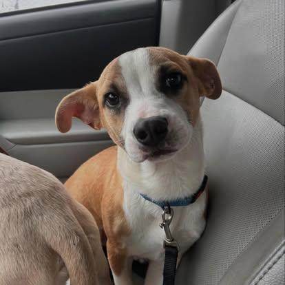 Enlarge Jackson, a ADOPTABLE mixed breed in St. Albans, VT image 3/4