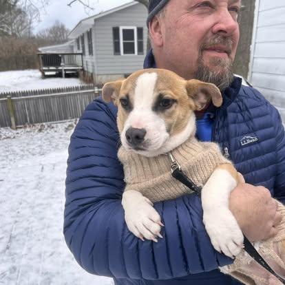 Enlarge Jackson, a ADOPTABLE mixed breed in St. Albans, VT image 1/4