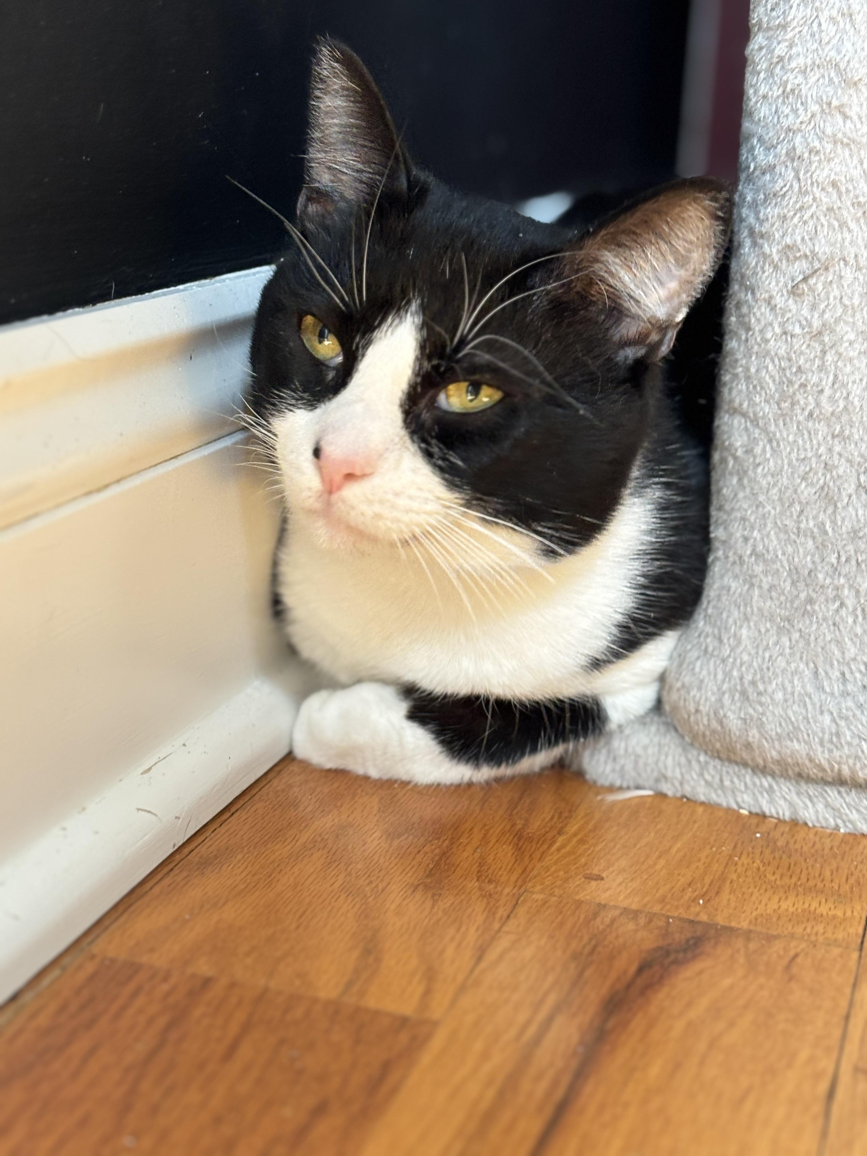 Enlarge Mousse, a ADOPTABLE American Shorthair in Highland Park, NJ image 1/3