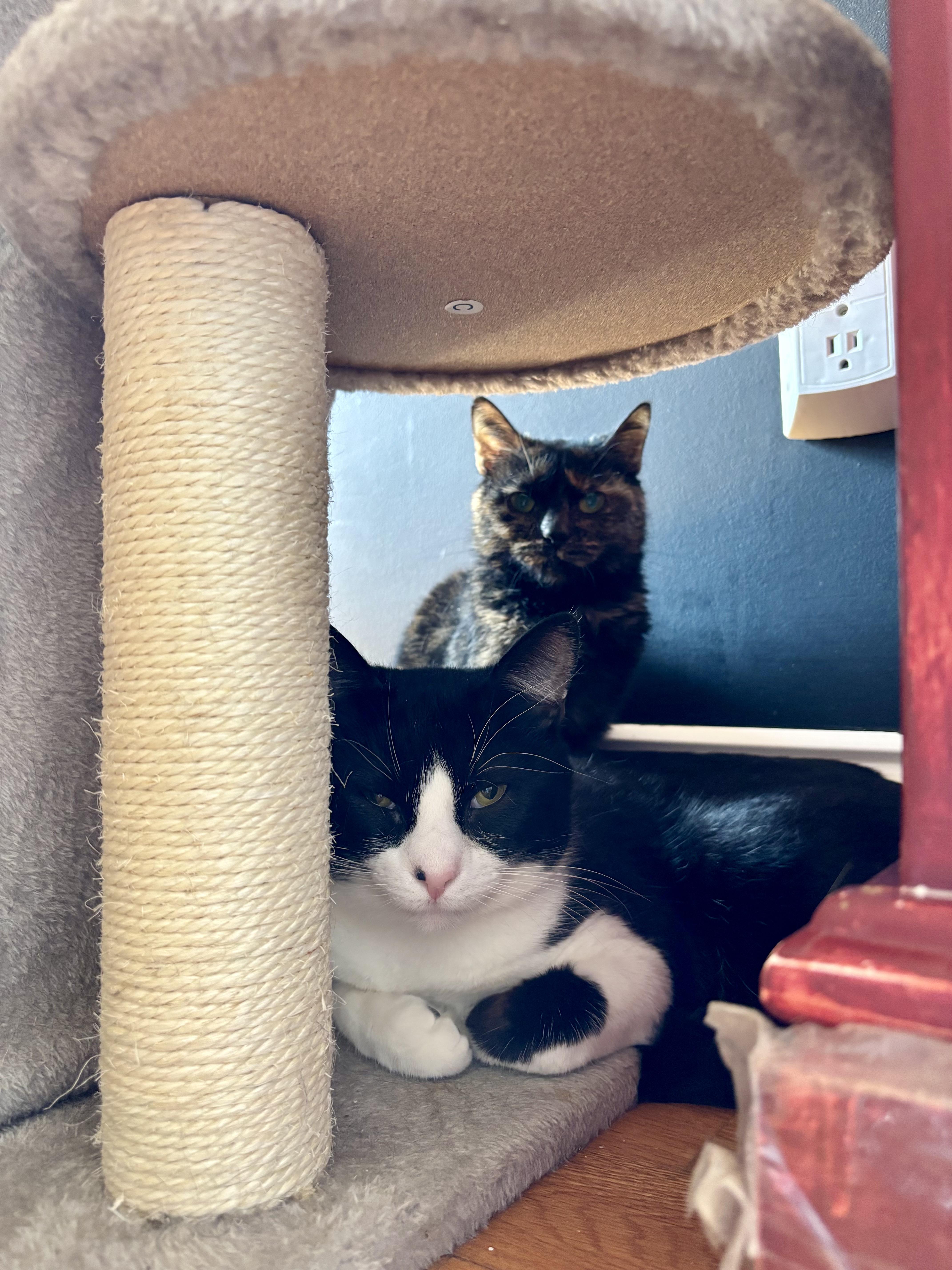 Enlarge Mousse, a ADOPTABLE American Shorthair in Highland Park, NJ image 3/3