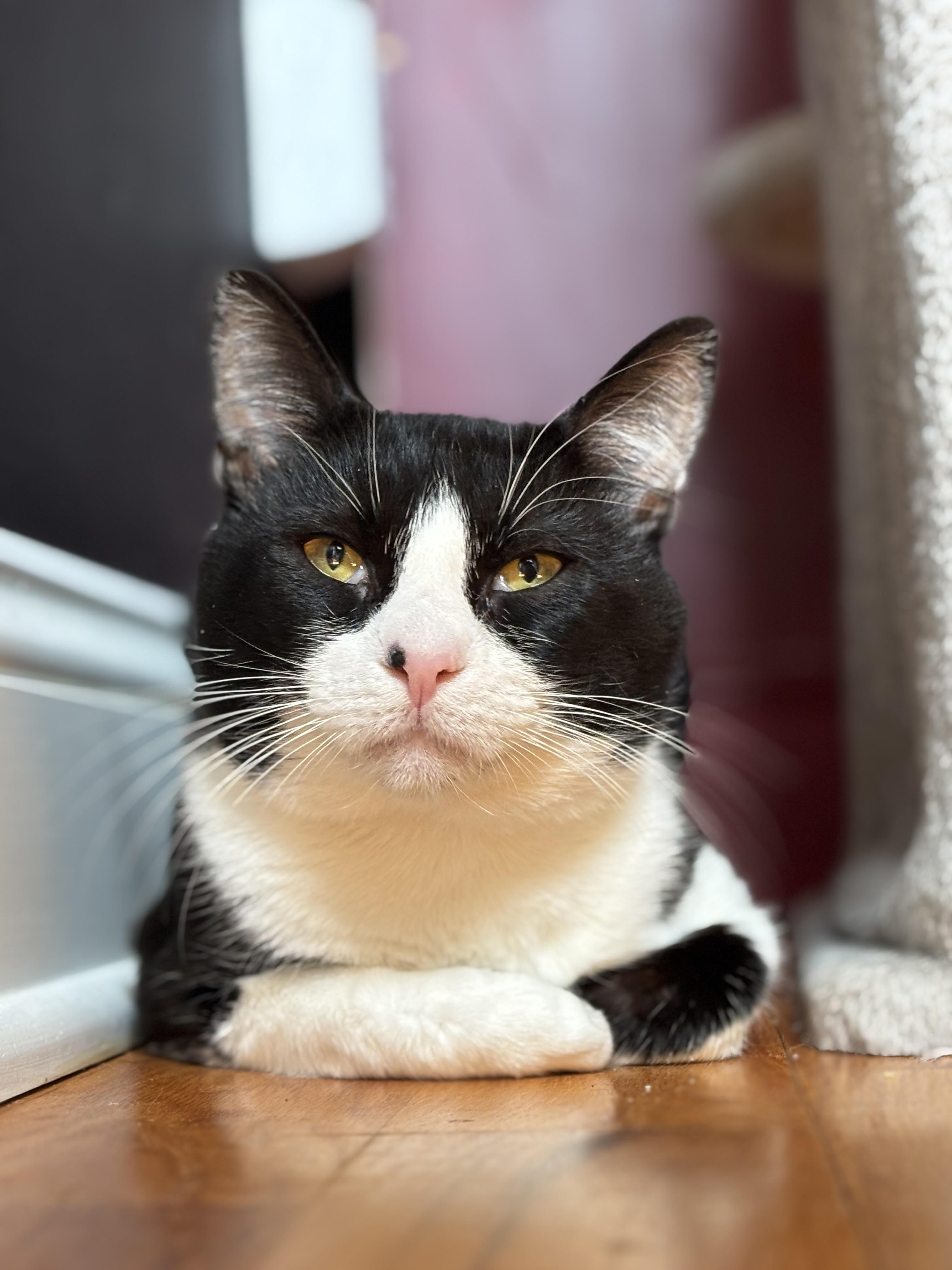 Enlarge Mousse, a ADOPTABLE American Shorthair in Highland Park, NJ image 2/3