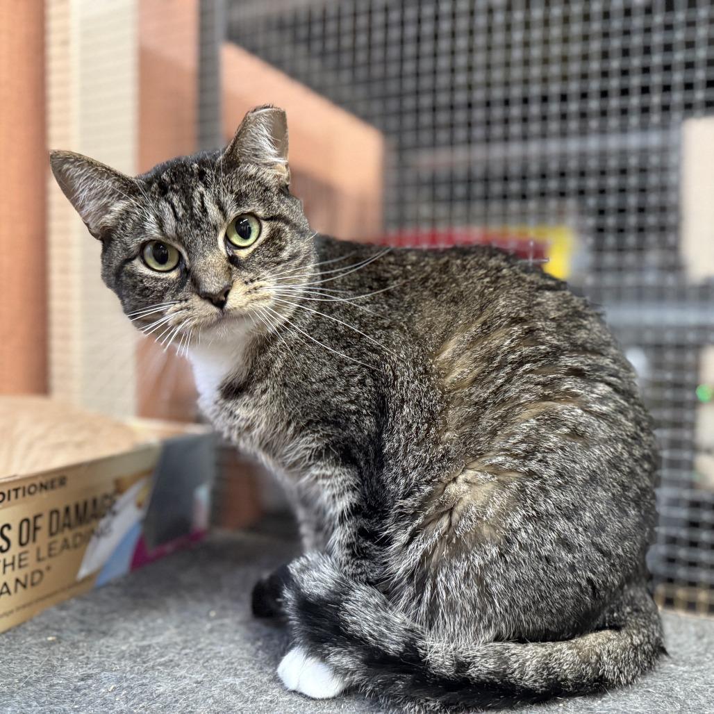 Josie, Adoptable, Adult Female Domestic Short Hair.