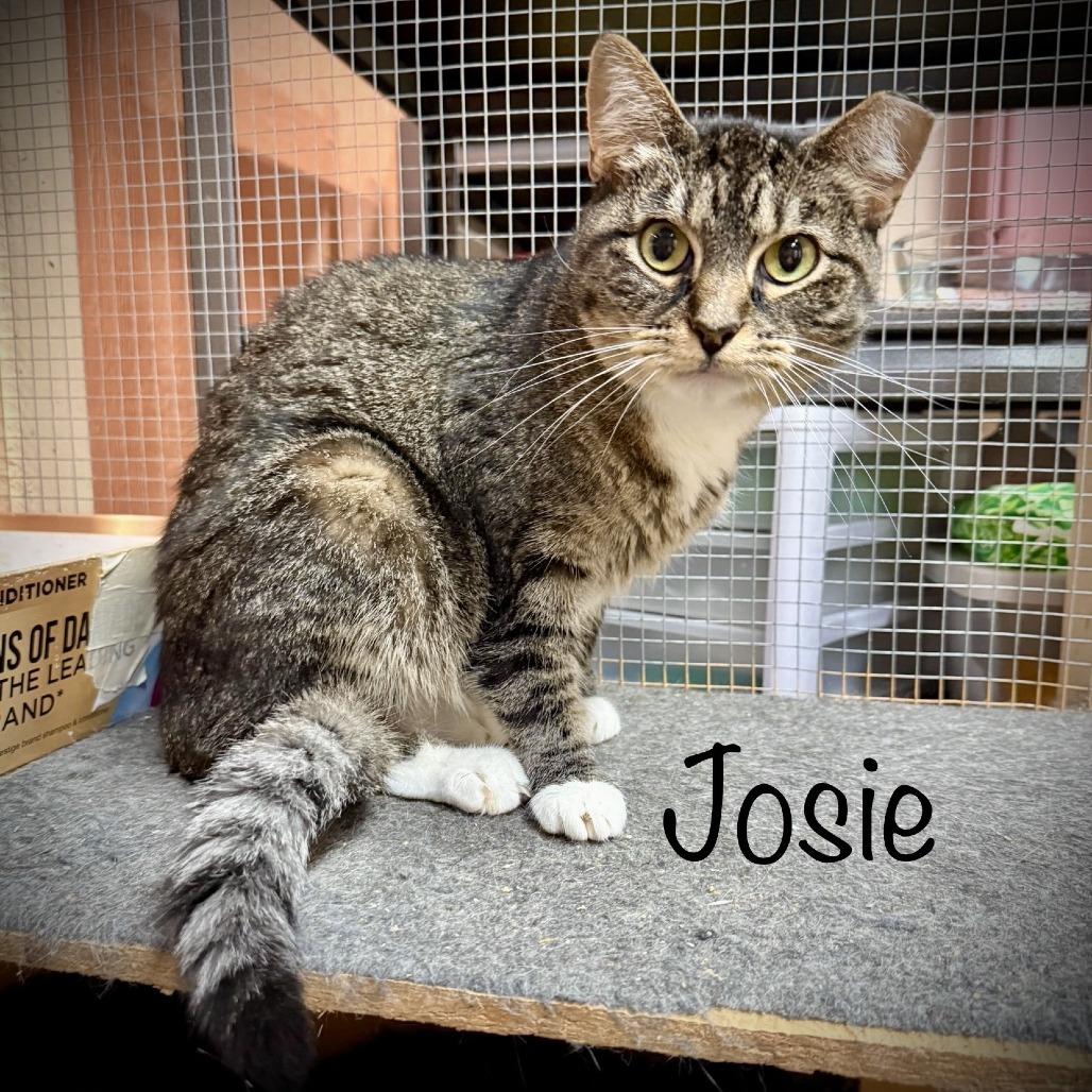 Enlarge Josie, a Adoptable Domestic Short Hair in Tulsa, OK image 2/4