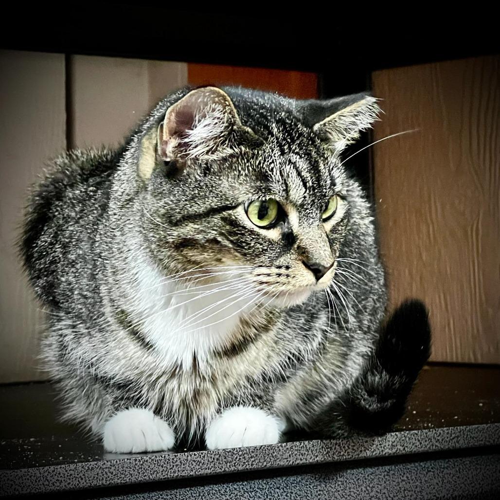 Enlarge Josie, a Adoptable Domestic Short Hair in Tulsa, OK image 4/4