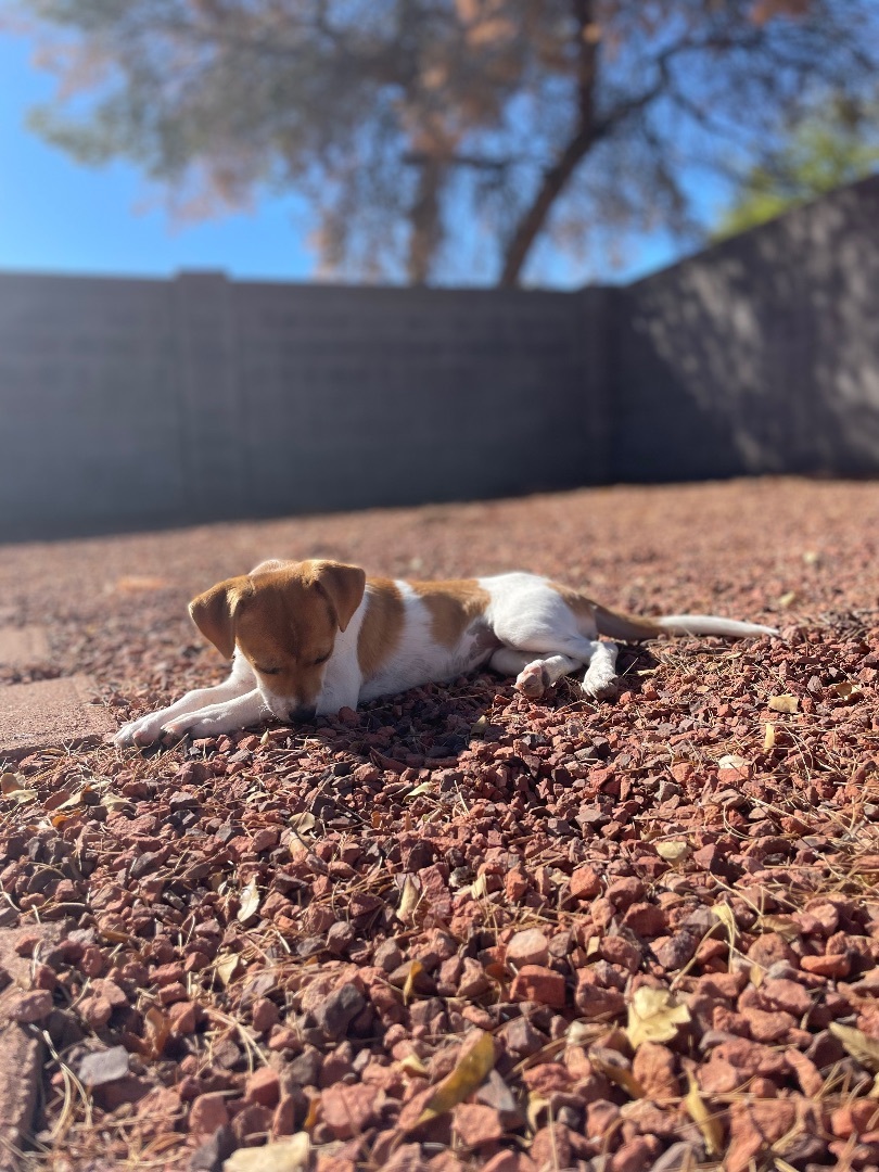 Enlarge BARBIE , a Adopted mixed breed in SCOTTSDALE, AZ image 1/4