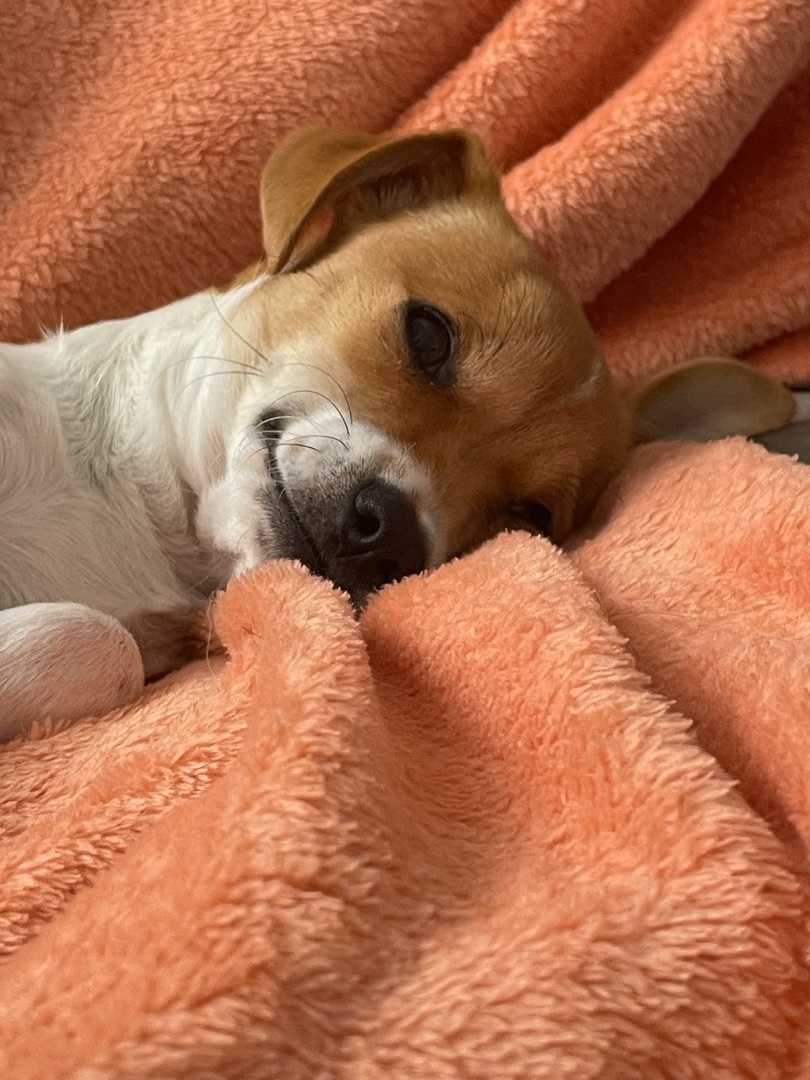 Enlarge BARBIE , a Adopted mixed breed in SCOTTSDALE, AZ image 2/4