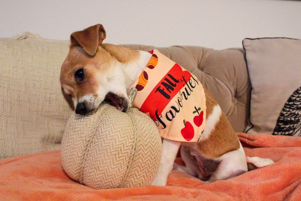 Enlarge BARBIE , a Adopted mixed breed in SCOTTSDALE, AZ image 3/4