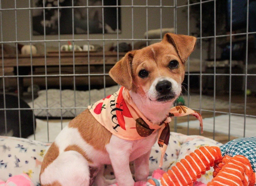 Enlarge BARBIE , a Adopted mixed breed in SCOTTSDALE, AZ image 4/4