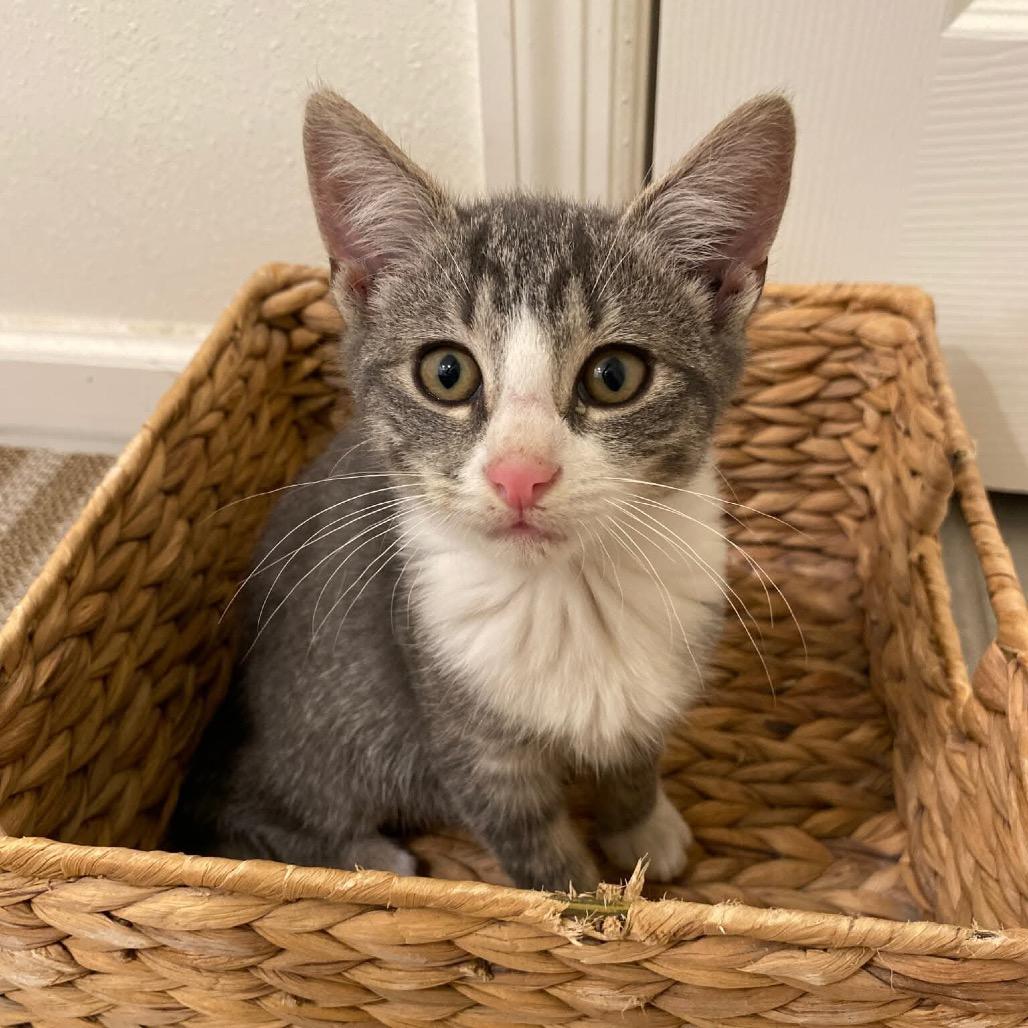 Enlarge Jasper, a Adoptable mixed breed in Titusville, FL image 1/1