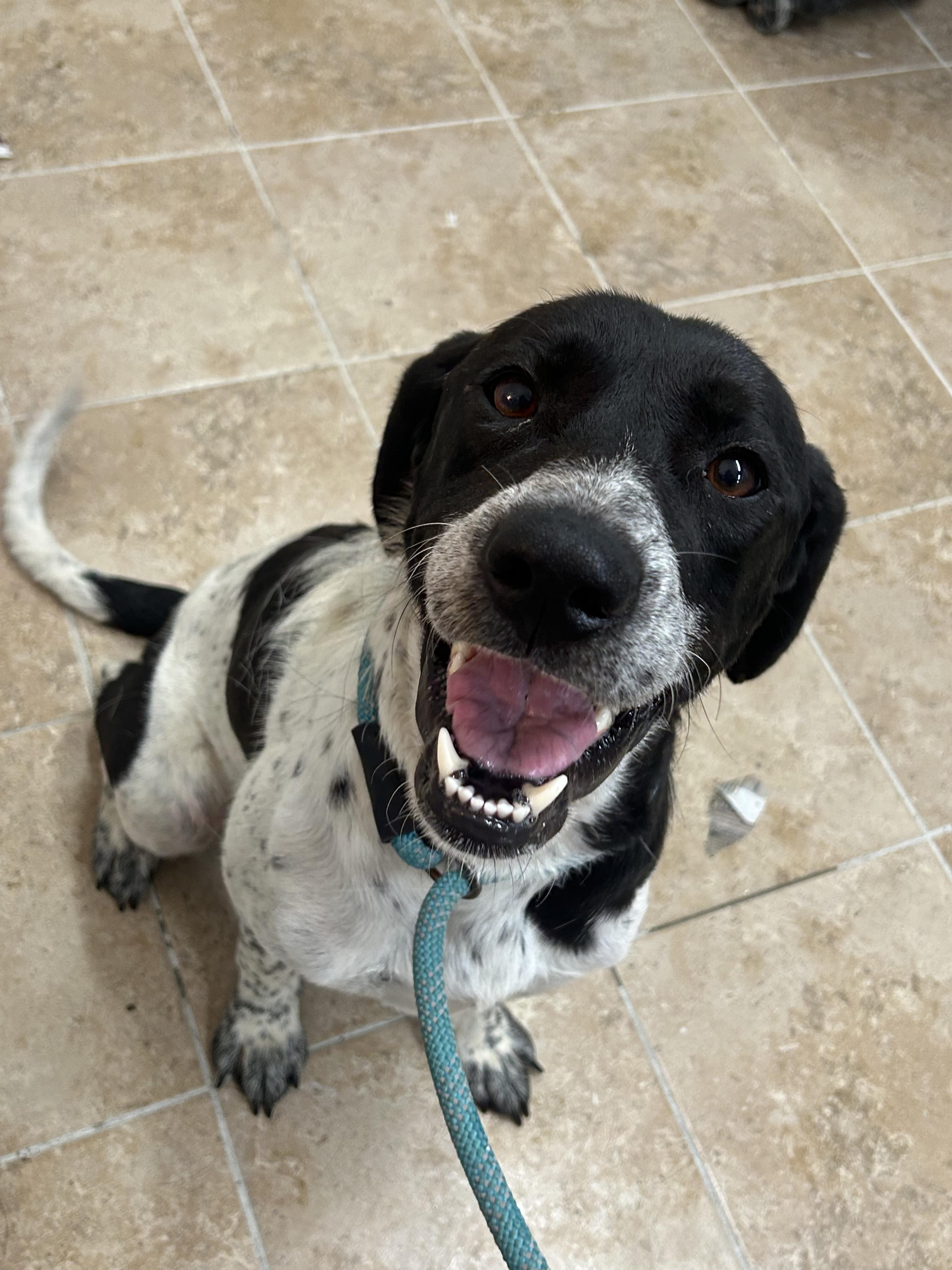 Buffy, Adoptable, Young Female Pointer.