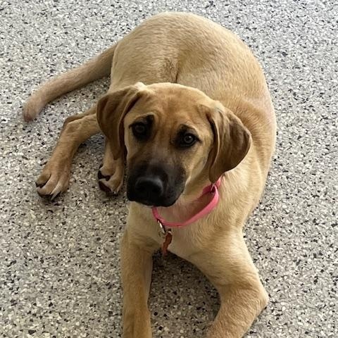 Daisy Mae, Young Female Hound