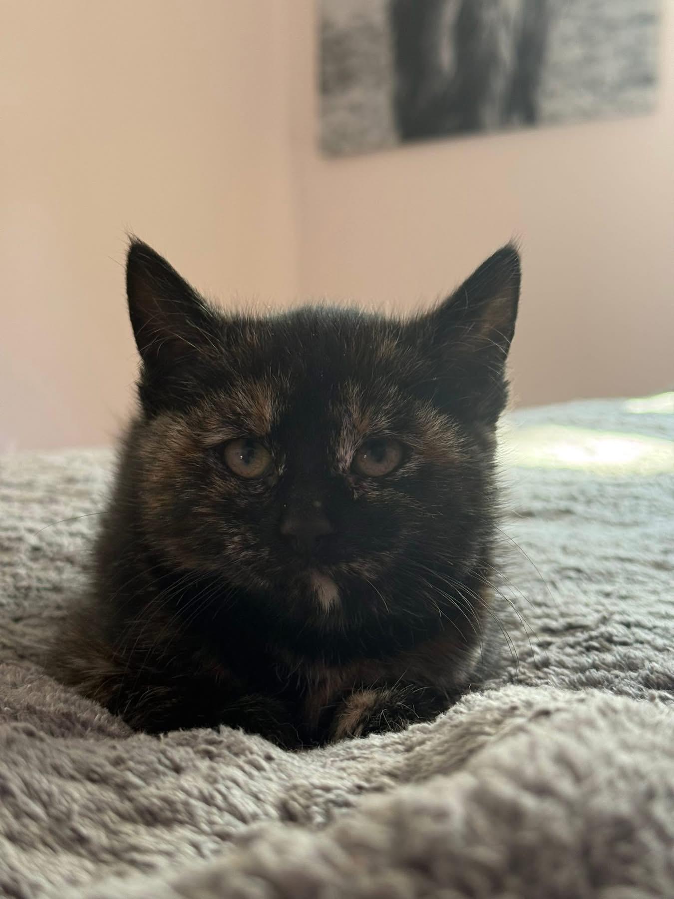 Riley, adopted, Kitten Female Domestic Short Hair.