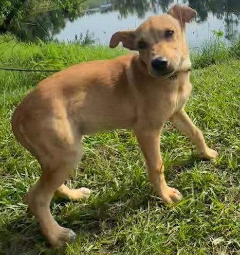 Dani, a Adoptable Labrador Retriever in Tarrytown, GA image 3/3