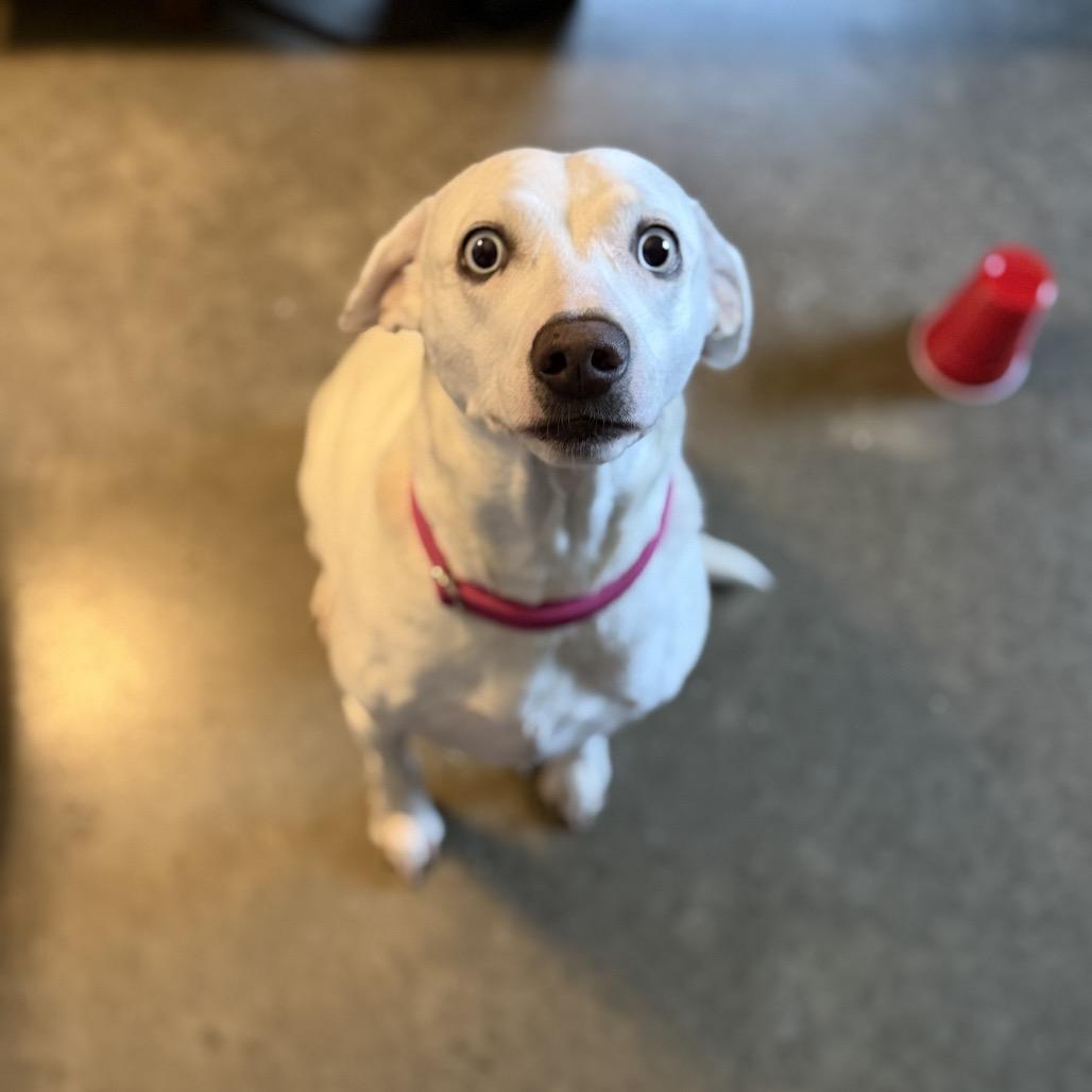 Beatrice, Adoptable, Adult Female Dalmatian & Mixed Breed.
