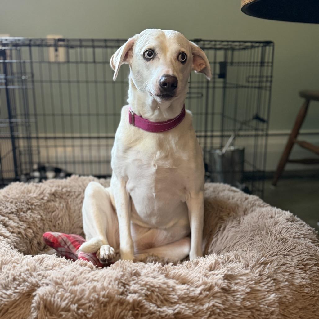 Enlarge Beatrice, a Adoptable mixed breed in Pittsford, VT image 2/4