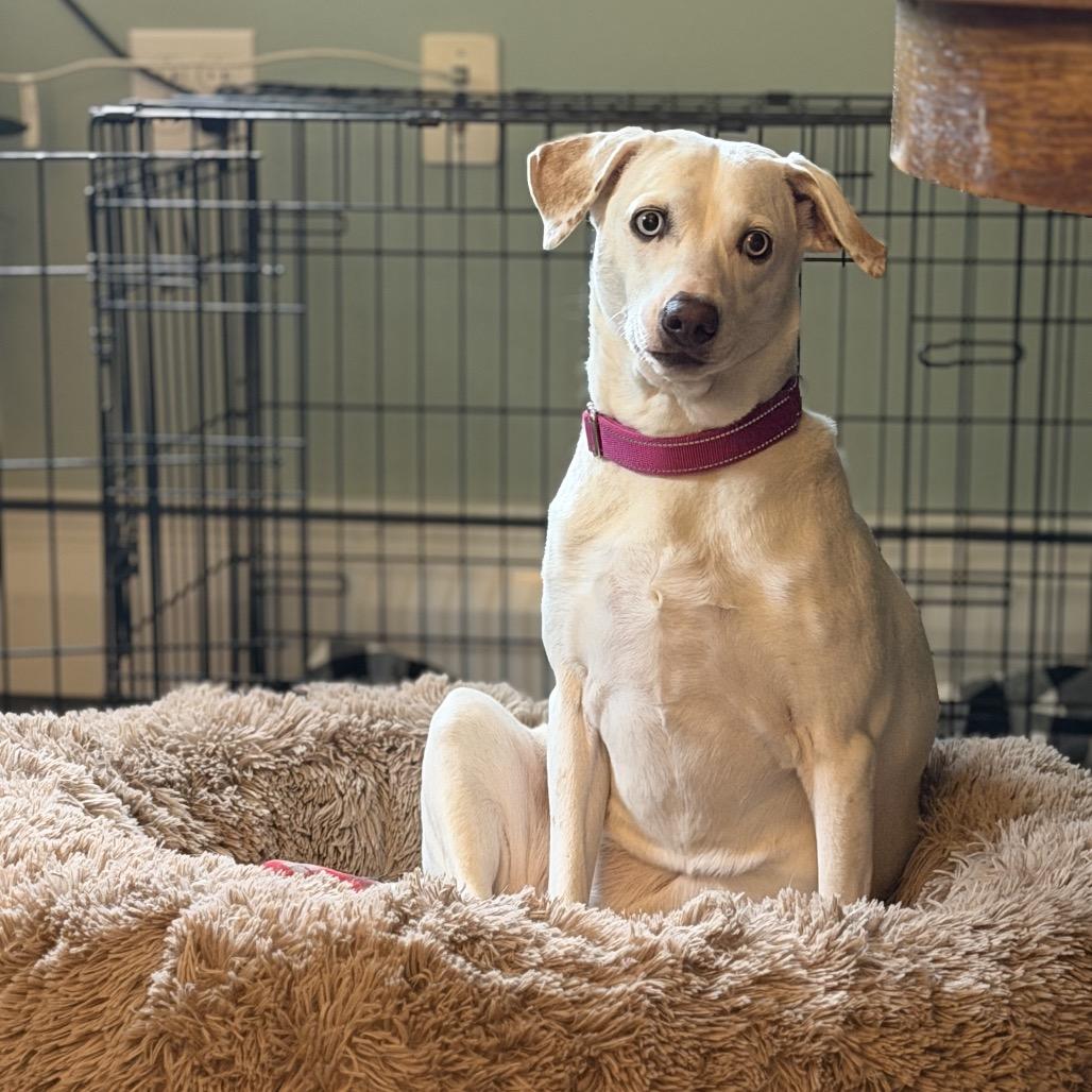 Enlarge Beatrice, a Adoptable mixed breed in Pittsford, VT image 3/4