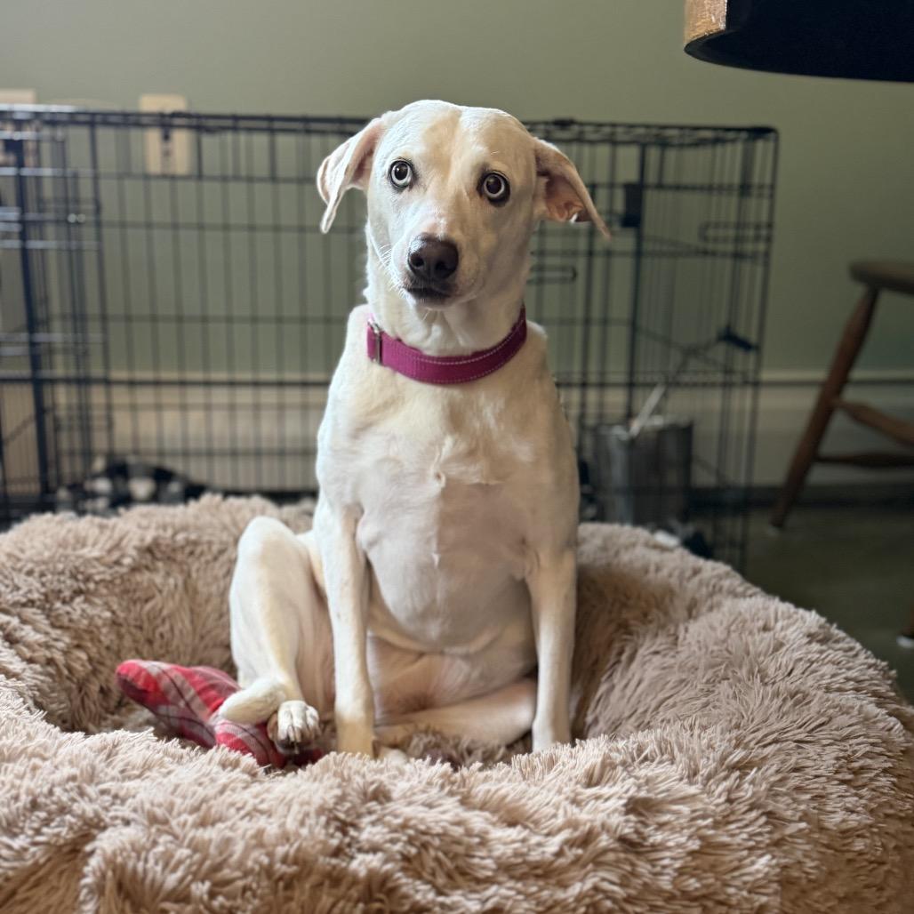 Enlarge Beatrice, a Adoptable mixed breed in Pittsford, VT image 4/4