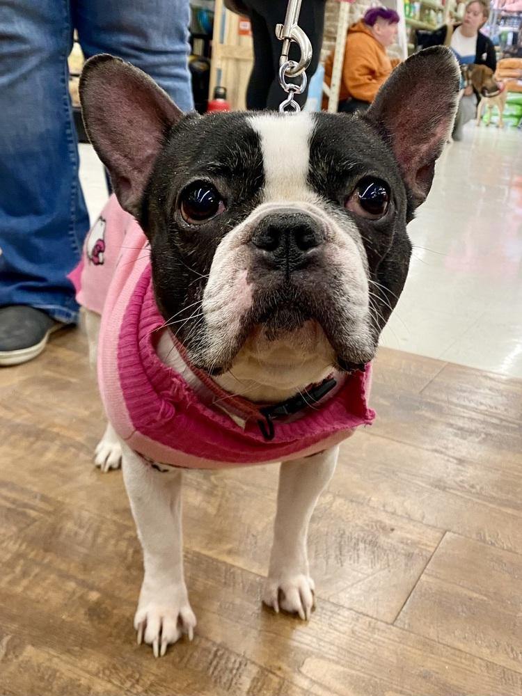 Enlarge Marlowe Jean, a Adoptable mixed breed in Milton, DE image 2/6