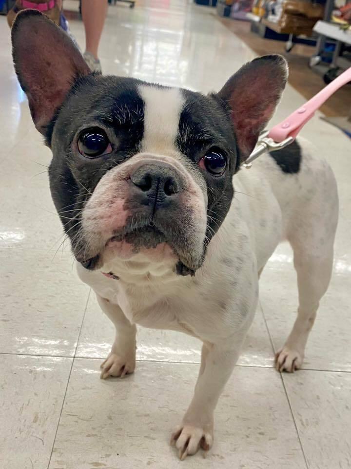 Enlarge Marlowe Jean, a Adoptable mixed breed in Milton, DE image 3/6