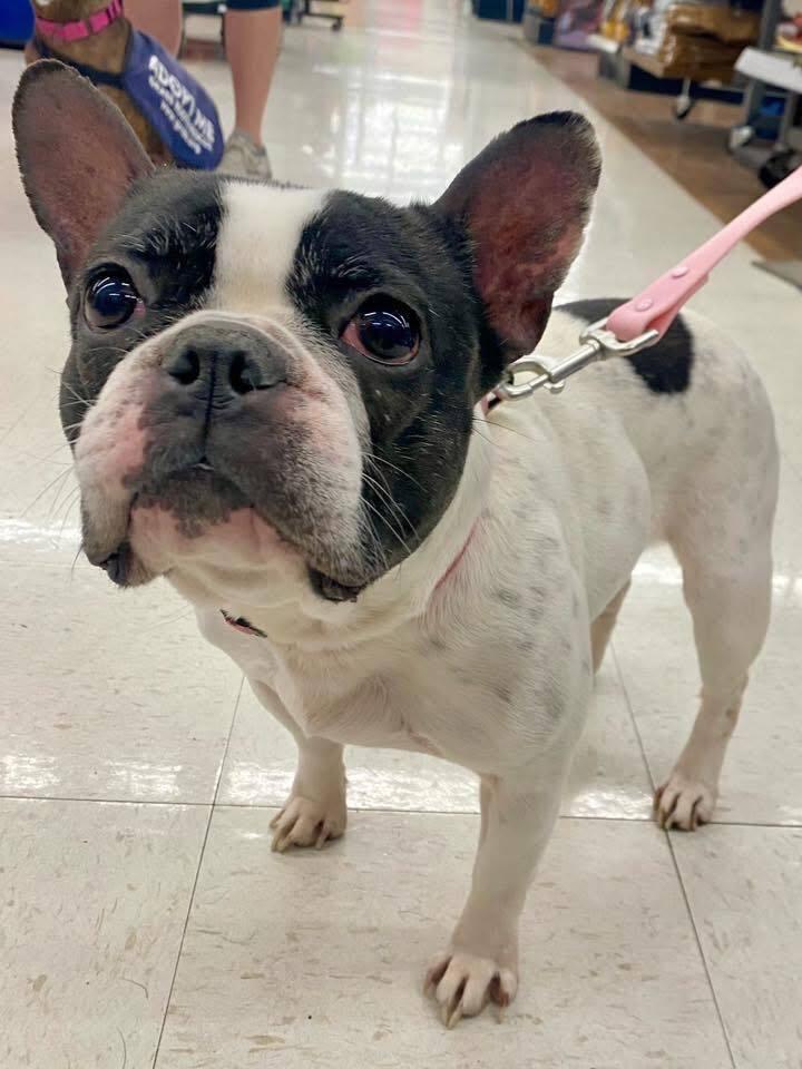 Enlarge Marlowe Jean, a Adoptable mixed breed in Milton, DE image 4/6