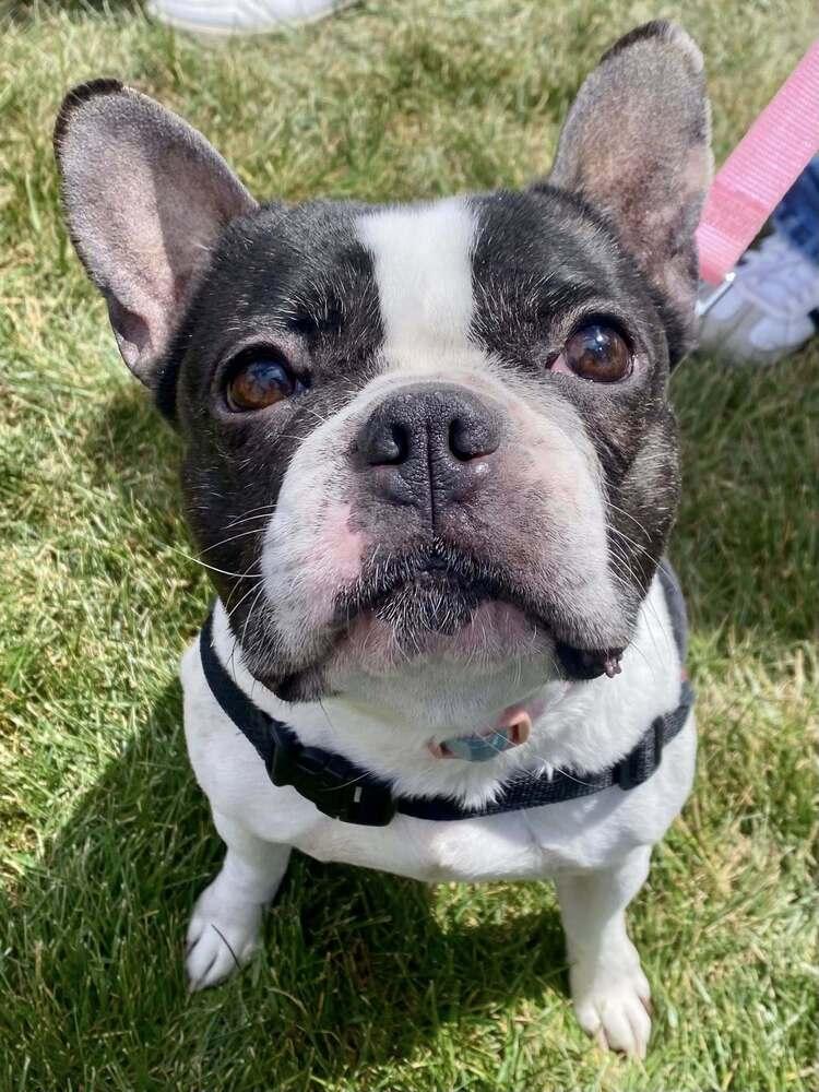 Marlowe Jean, a Adoptable mixed breed in Milton, DE image 4/6