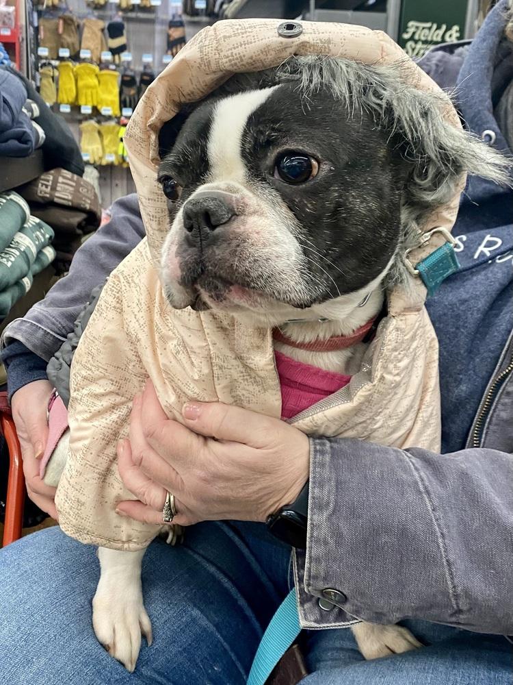 Enlarge Marlowe Jean, a Adoptable mixed breed in Milton, DE image 6/6