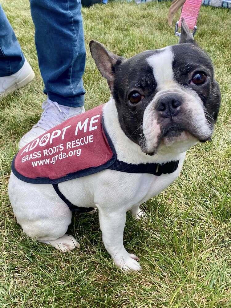 Marlowe Jean, a Adoptable mixed breed in Milton, DE image 6/6