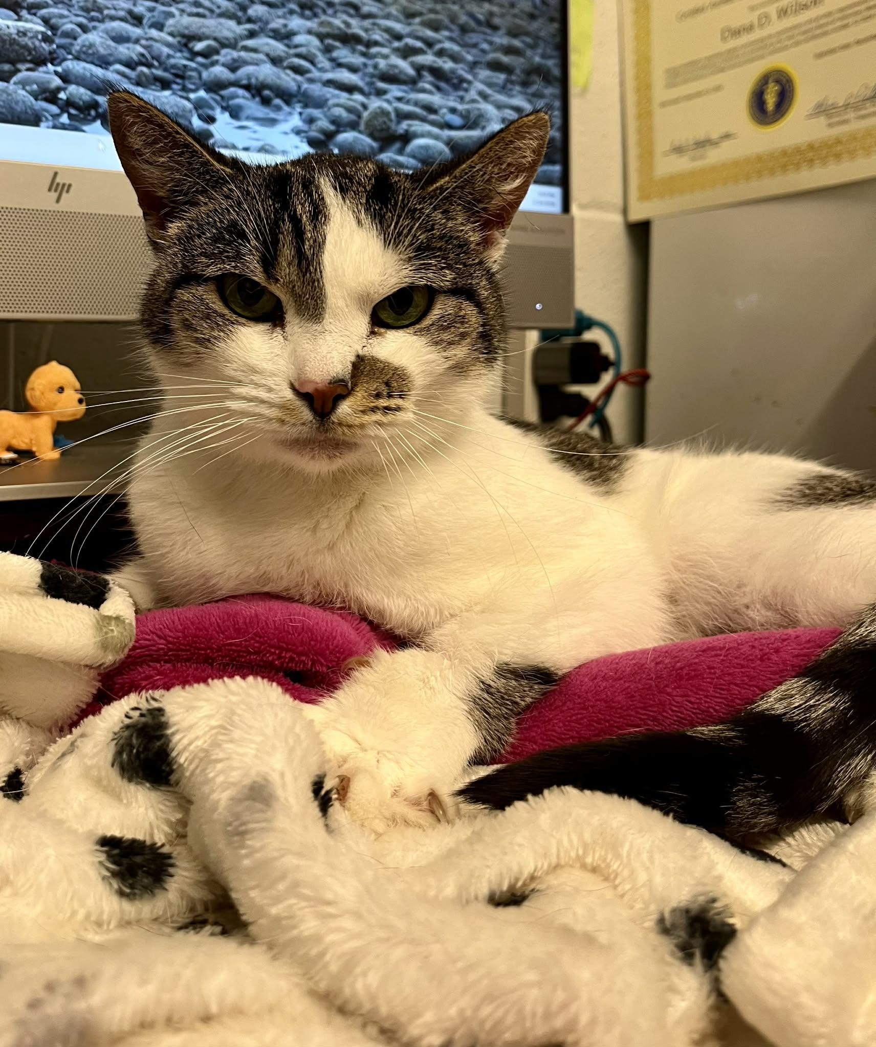 Enlarge Tessa, a Adoptable Domestic Short Hair in Moundsville, WV image 1/1