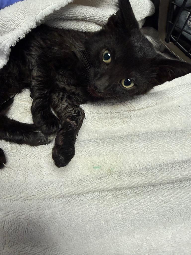 Percy, Adoptable, Kitten Male Domestic Short Hair.