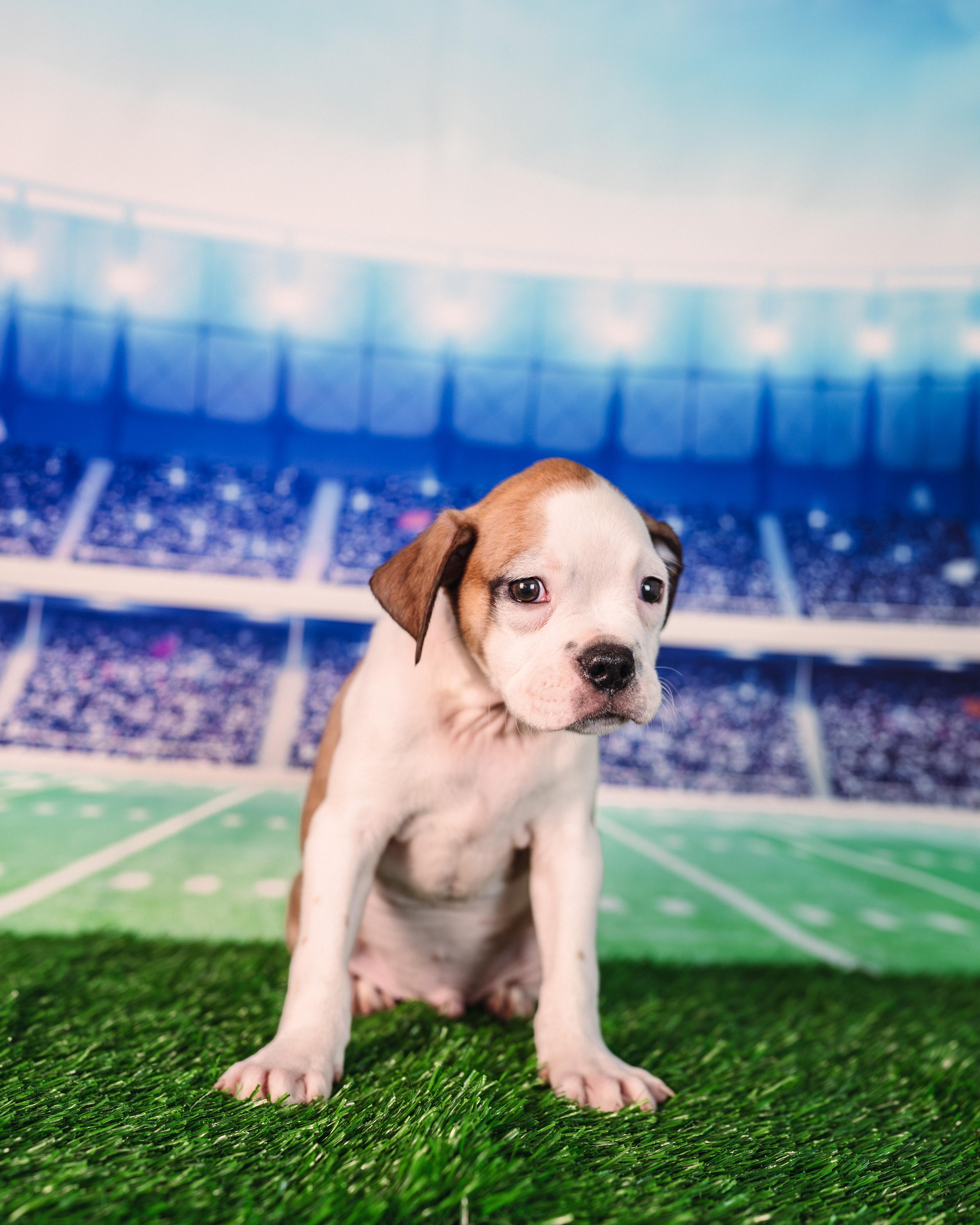 Campbell, an adopted mixed breed in Avon, CT image 3/5